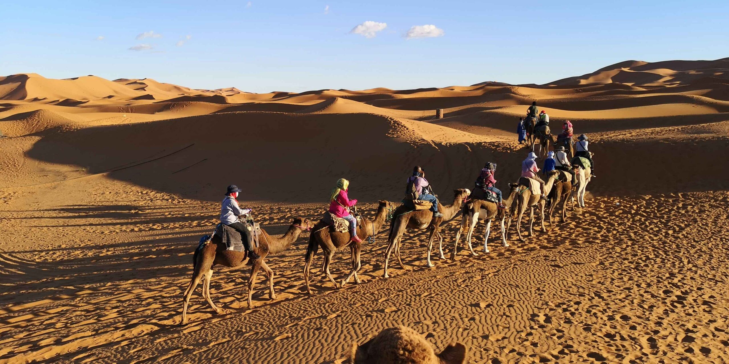 Camels in the Erg Chebbi dunes